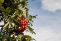 Colorful view of a branch of rowan with green leaves and ripe clusters of red berries on a background of the sky on an autumn day