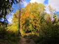 Colorful view of the path leading through a temperate, deciduous forest