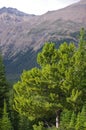 Colorful view of pine and aspen forests, alberta, canada