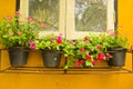 Colorful Vinca Flower in pots