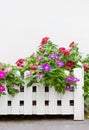 Colorful Vinca Flowers.