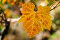 Colorful vine leaf at fall season