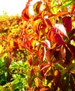 Colorful vine of wild grapes on bokeh background. Beautiful fall nature background. Autumn mood concept Royalty Free Stock Photo