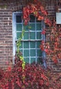 Colorful vines climb up an old factory window, Canton, Connecticut. Royalty Free Stock Photo