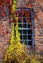Colorful vines climb up an old factory window, Canton, Connecticut. Royalty Free Stock Photo