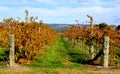 Colorful Vines, McLaren Vale