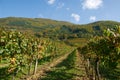 Colorful vineyard in Austria