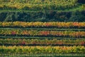 Colorful vineyard in Austria