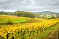 Colorful vineyard in autumn