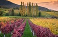 Colorful vineyard in Pfalz at autumn, Germany