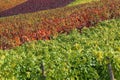 Colorful vineyards in autumn with copyspace