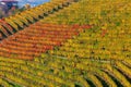 Colorful vineyards on the hills of Langhe in autumn. Royalty Free Stock Photo
