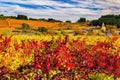 Colorful vineyards and landscape in European village.