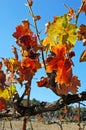 Colorful Vineyards leafs at Fall Royalty Free Stock Photo