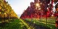 Colorful vineyards with red and yellow leaves