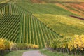 Colorful vineyards during the wine grapes harvest