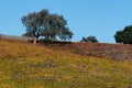 Colorful vineyards in winter on the California Central Coast