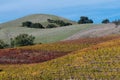 Colorful vineyards in winter on the California Central Coast Royalty Free Stock Photo