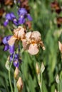 Colorful vintage bearded iris flowers Royalty Free Stock Photo