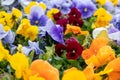 Colorful Viola Cornuta pansy flowers blooming Royalty Free Stock Photo