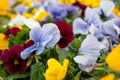 Colorful Viola Cornuta pansy flowers blooming