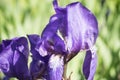 Colorful violet iris flower close up photo