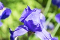 Colorful violet iris flower close up photo