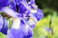 Colorful violet iris flower close up photo