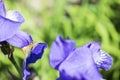 Colorful violet iris flower close up photo