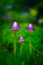 Colorful violet magic fairy mushrooms in the green moss, macro. Royalty Free Stock Photo