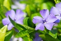 Colorful violet periwinkle flowers