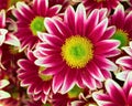 Colorful violet- white crysanthemums Royalty Free Stock Photo