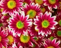 Colorful violet- white crysanthemums Royalty Free Stock Photo