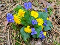 Colorful Violets and Dandilions Royalty Free Stock Photo