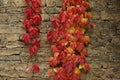 Colorful Virginia Creeper's leaves on stone wall