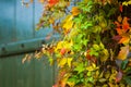 Colorful Virginian creeper in autumn Royalty Free Stock Photo