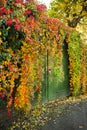 Colorful Virginian creeper growing Royalty Free Stock Photo
