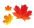 Colorful Vivid Autumn Falling Leaves. Vector Illustration