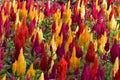 Colorful vivid celosia flowers
