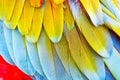 Colorful vivid close up of bright exotic Scarlet macaw parrot bird feathers Royalty Free Stock Photo