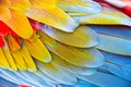Colorful vivid close up of bright exotic Scarlet macaw parrot bird feathers Royalty Free Stock Photo