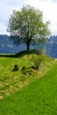 Single tree on hill among meadows near ChabÃÂ³wka in Poland