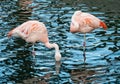 Pink Flamingos, wading birds