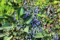 Colorful wall of plants and flowers