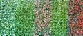 The colorful wall of spadix flowers, selective focus