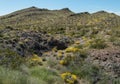 Black Mountains in Western Arizona, Spring wildflowers Royalty Free Stock Photo