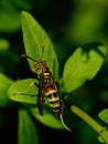 Wasp on a green leaf in nature Insect