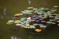 Colorful water lilies in the city pond Royalty Free Stock Photo