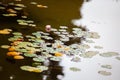 Colorful water lilies in the pond Royalty Free Stock Photo