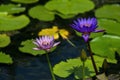 Colorful water lillies in the pond with leaves. Used selective focus Royalty Free Stock Photo